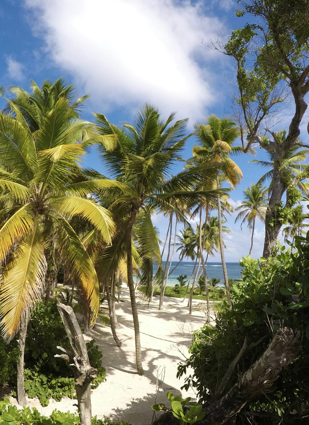 Anse Michel beach in Sainte-Anne, Martinique