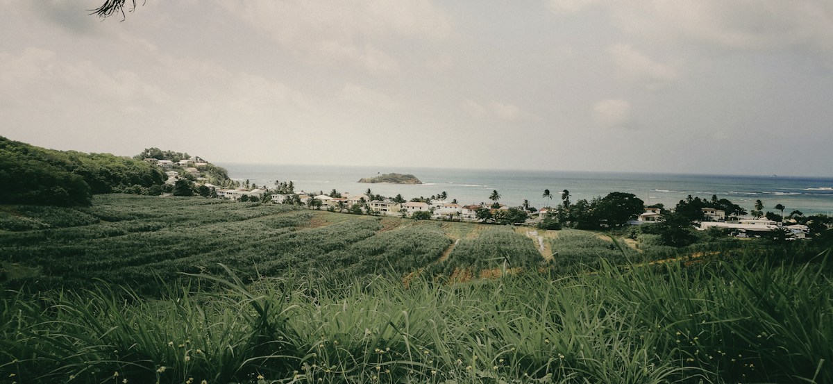 Sugarcane field in Le Robert, Martinique