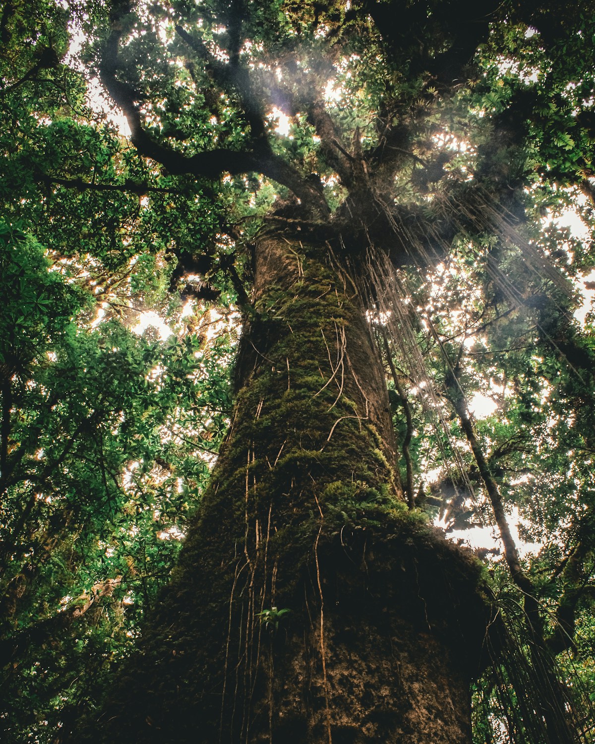 La Tigra National Park forest in Honduras