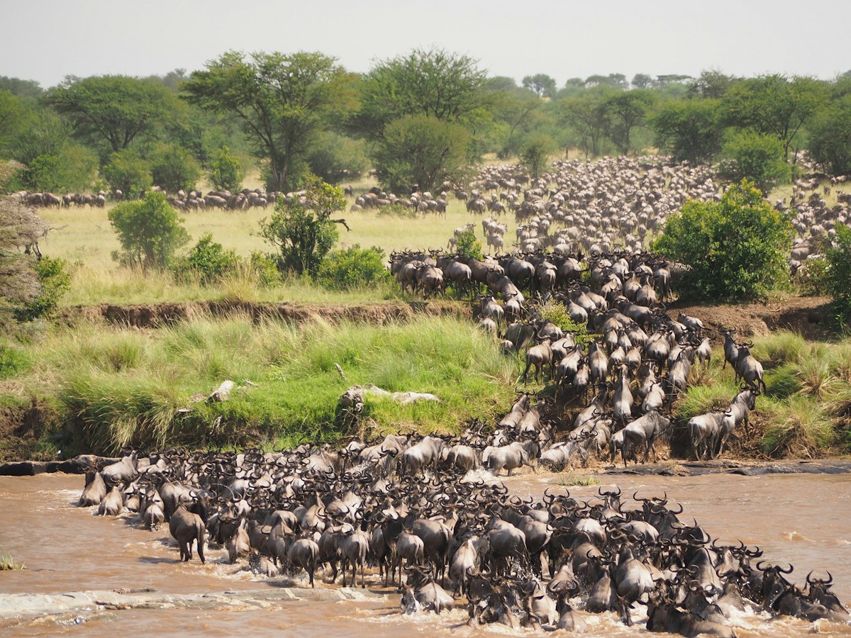 Wildebeest migration crossing Mara river at Serengeti