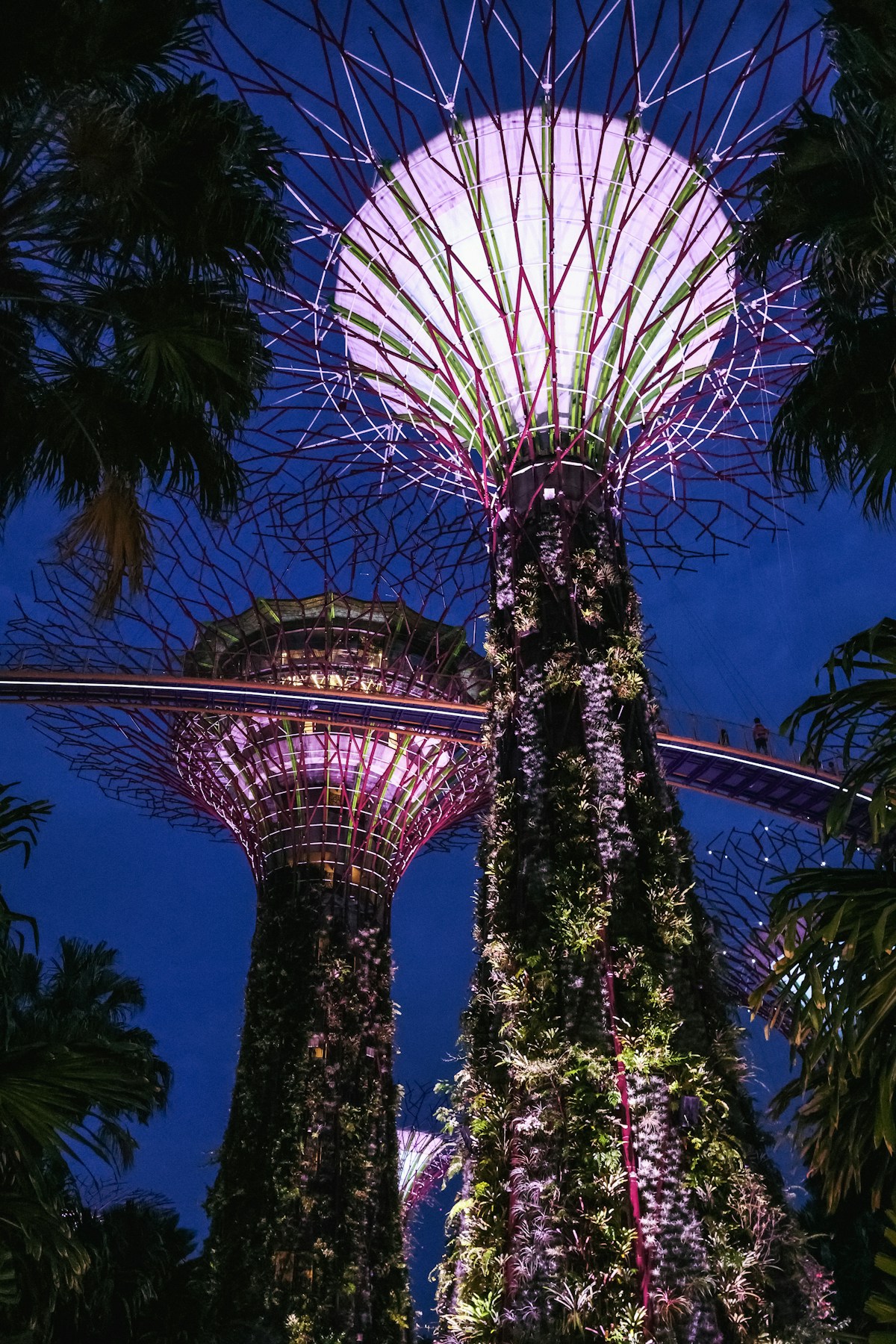 A view of the gardens by the bay at night